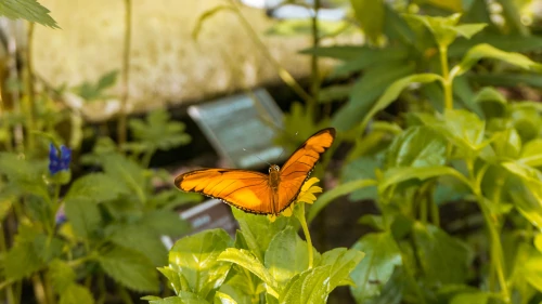 Butterfly Greenhouse in the Hortus Botanicus in Amsterdam, the Netherlands