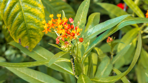 Butterfly Greenhouse in the Hortus Botanicus, Amsterdam