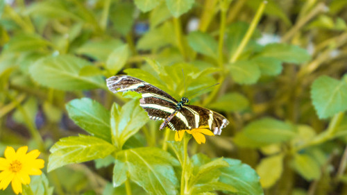 Butterfly Greenhouse in the Hortus Botanicus, Amsterdam