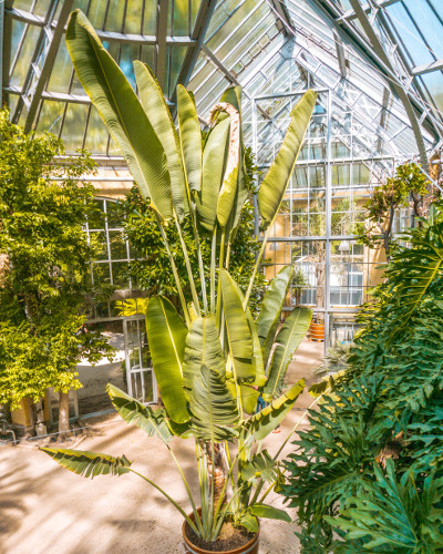 Palm Greenhouse in the Hortus Botanicus, Amsterdam