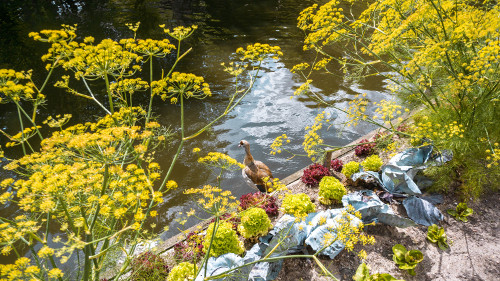 Large Pond in the Hortus Botanicus, Amsterdam