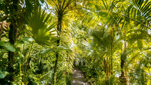 Three Climate Greenhouse in the Hortus Botanicus, Amsterdam