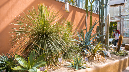 Three Climate Greenhouse in the Hortus Botanicus, Amsterdam