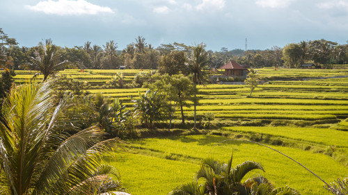 View from the Karsa Kafe in Ubud, Bali, Indonesia