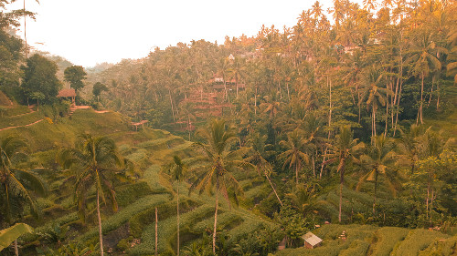 Tegallalang Rice Terraces in Ubud, Bali, Indonesia