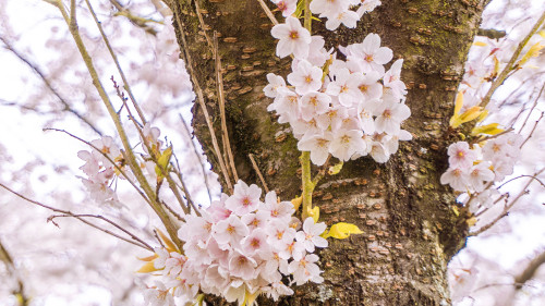 Cherry Blossom from up close in the Amsterdam Forest