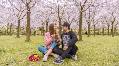 Picnic at the Cherry Blossom Park in the Amsterdam Forest