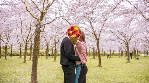 Taking photos at the Cherry Blossom Park in the Amsterdam Forest