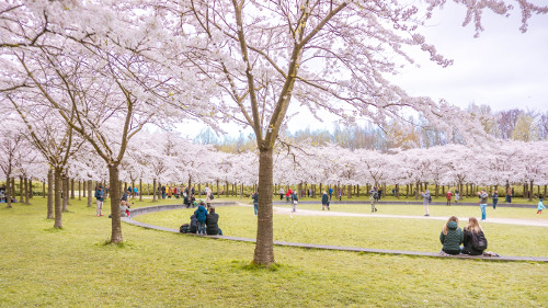 Cherry Blossom Park in the Amsterdam Forest