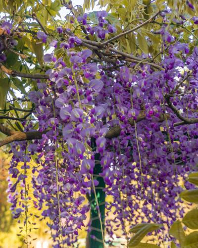 Wisteria in Jardins de Claude Monet in Giverny, France