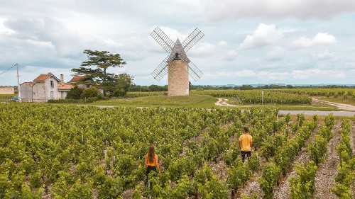 Windmill and vineyards in Lamarque, France