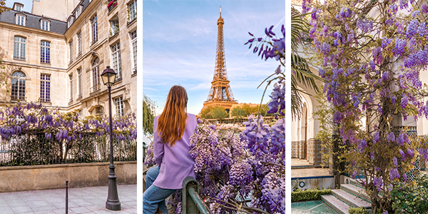 The Best Wisteria Spots in Paris