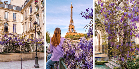 The Best Wisteria Spots in Paris