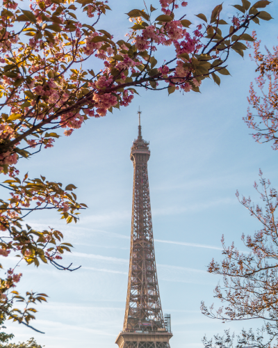 Cherry blossoms in Jardins du Trocadéro in Paris, France