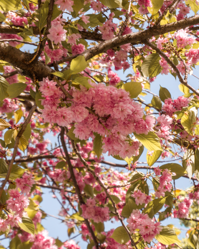 Cherry blossoms in Jardins du Trocadéro in Paris, France