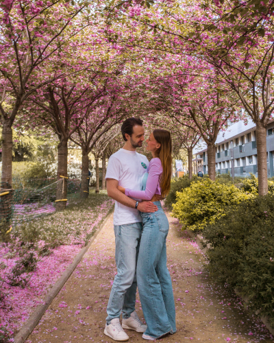 Cherry blossoms at Mail de Bièvre in Paris, France