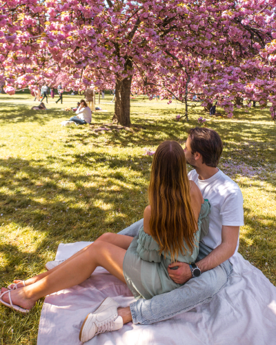 Cherry blossoms in Parc de Sceaux near Paris, France