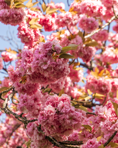 Cherry blossoms in Parc de Sceaux near Paris, France