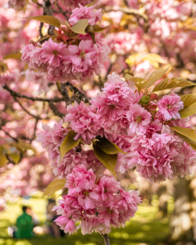 Cherry blossoms in Parc de Sceaux near Paris, France