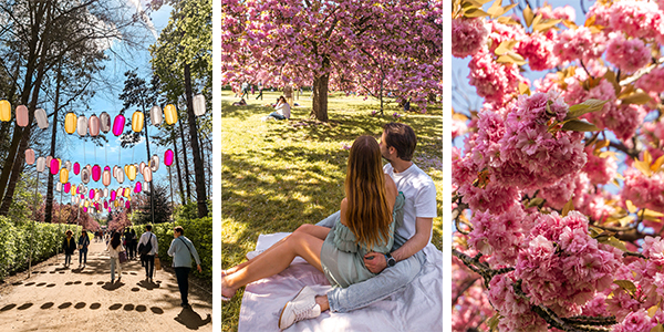 Cherry Blossoms in Parc de Sceaux near Paris, France