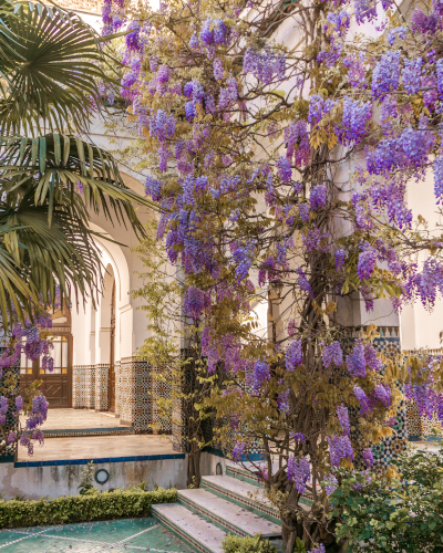 Wisteria Photo Spot in Grande Mosquée de Paris, France