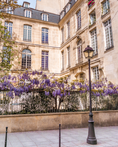 Wisteria Photo Spot at Maison Européenne de la Photographie in Paris, France