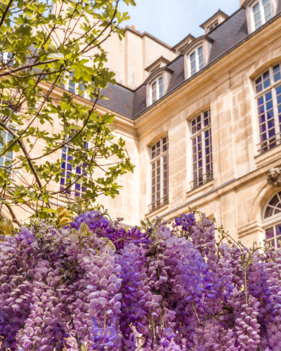 Wisteria Photo Spot at Maison Européenne de la Photographie in Paris, France