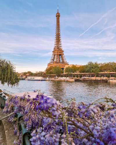 Wisteria Photo Spot with Eiffel Tower View in Paris, France