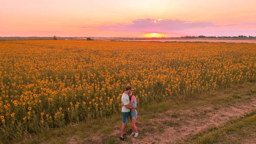 Sunflower field near Arles in the South of France