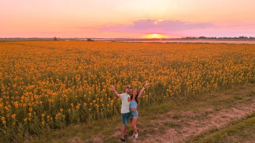 Sunflower field near Arles in the South of France