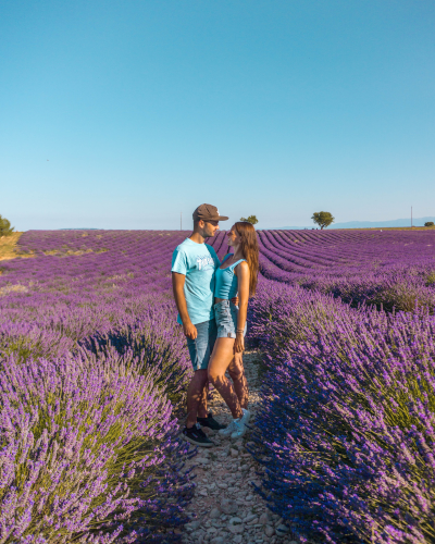 Lavandes Angelvin lavender field in Provence, France