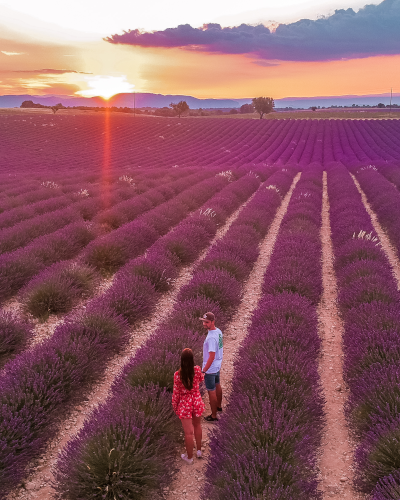 Lavandes Angelvin lavender field in Provence, France