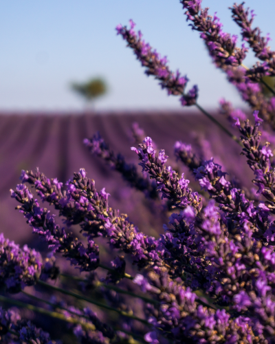 Lavandes Angelvin lavender field in Provence, France