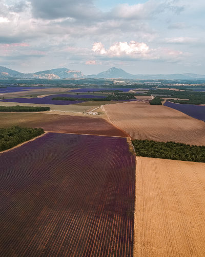 Lavender field at the Valensole Plateau in Provence, France
