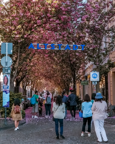 Cherry blossoms at the Altstadt sign in the Breite Strasse in Bonn, Germany