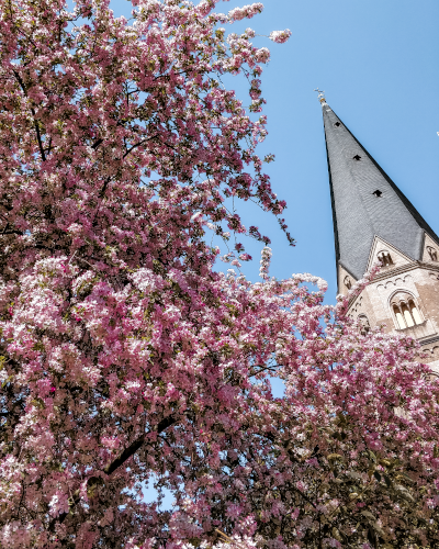 Cherry blossoms at the Bonner Muenster near Martinsplatz in Bonn, Germany
