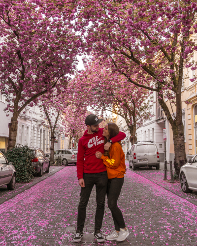 Cherry blossoms in the Heerstrasse in Bonn, Germany