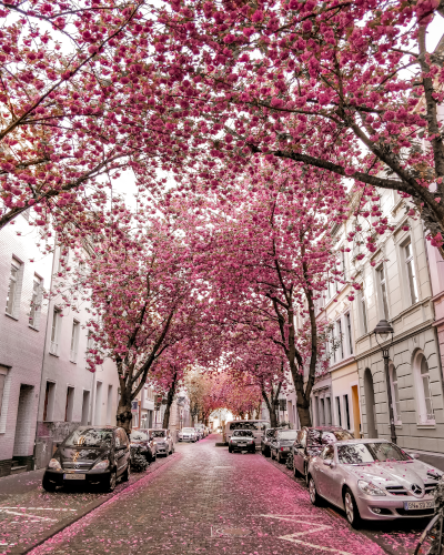 Cherry blossoms in the Heerstrasse in Bonn, Germany