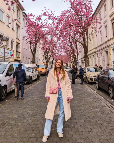 Cherry blossoms in the Heerstrasse in Bonn, Germany