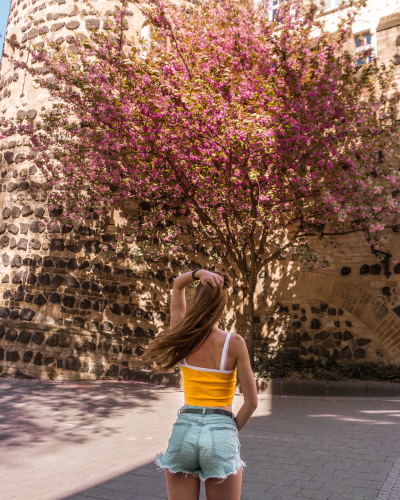 Cherry blossoms at the Sterntor in Bonn, Germany