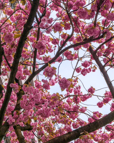 Cherry blossoms in Hamburg, Germany