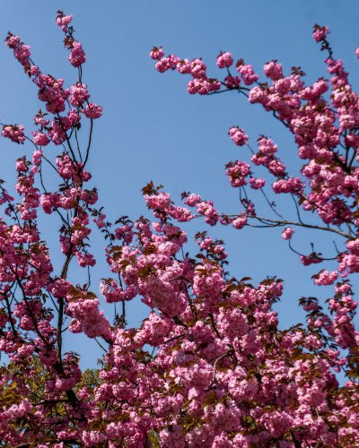 Cherry blossoms in Hamburg, Germany