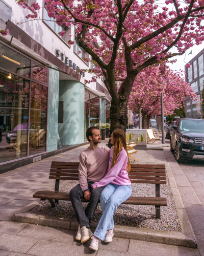 Cherry blossoms at Georg-Elser-Platz in Hamburg, Germany