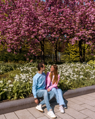 Cherry blossoms in Planten un Blomen in Hamburg, Germany