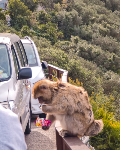 Macaque monkeys in Gibraltar