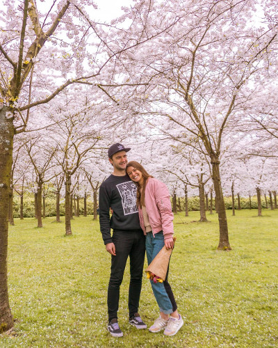 Cherry Blossoms in the Amsterdam Forest, the Netherlands