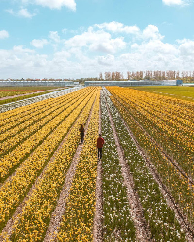 Tulip fields in the Netherlands