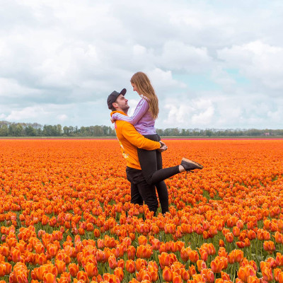 Tulip fields in the Netherlands