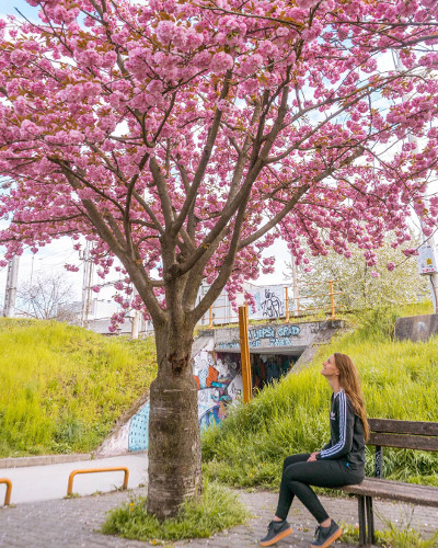 Flowers in Zagreb, Croatia