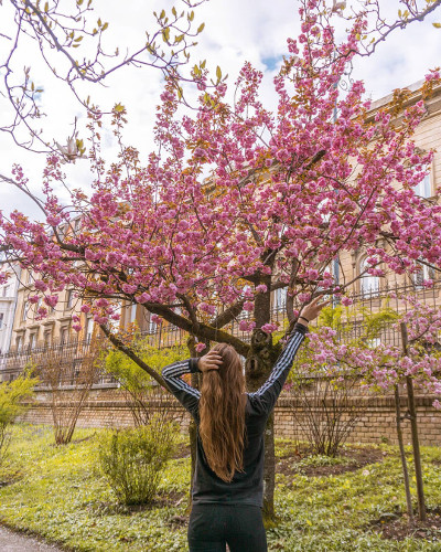 Flowers in Zagreb, Croatia